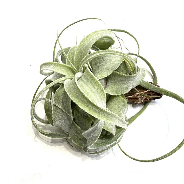 楽天市場】(現品) チランジア 'ビーコレアーレ' (No.22297