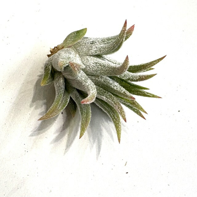 楽天市場】(現品) チランジア イオナンタ 'ヘッジホッグ' (No.22333