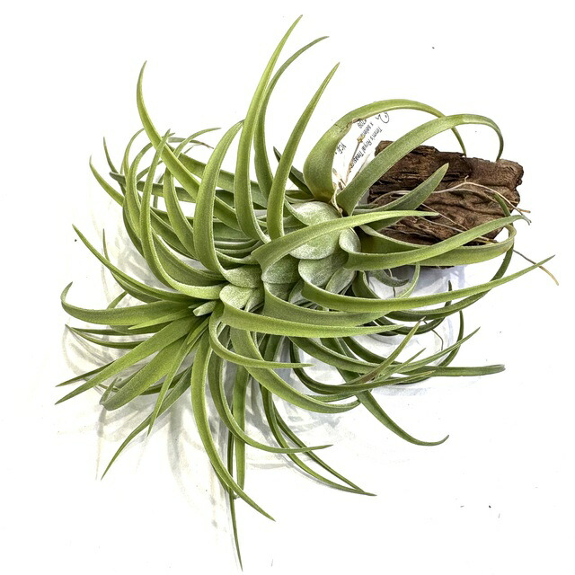 楽天市場】(現品) チランジア ストラミネア 'トールホワイト' (No