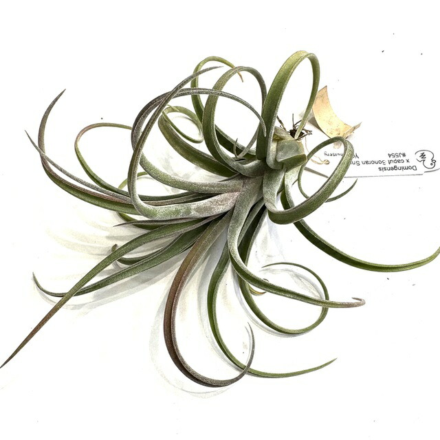 楽天市場】(現品) チランジア 交配種(BC × カプトメデューサ