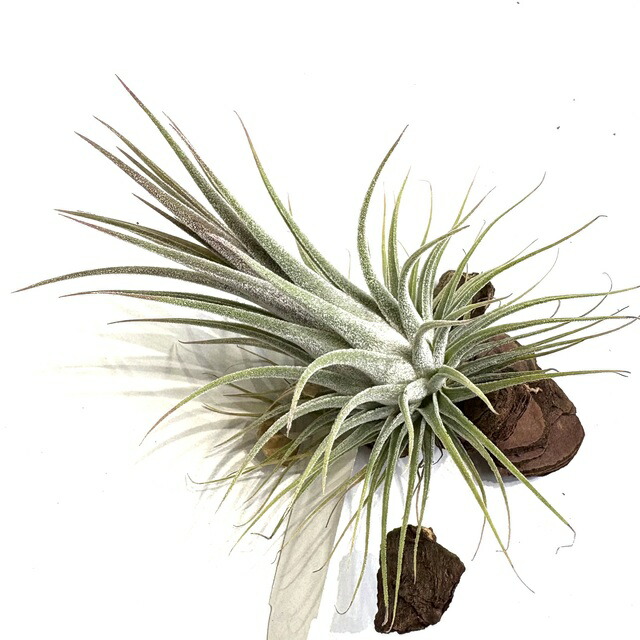 楽天市場】(現品) チランジア イオナンタ 'メキシカンゼブラ' (No