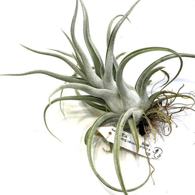 楽天市場】(現品) チランジア ブルボーサ アルバ (No.21769) (エアー