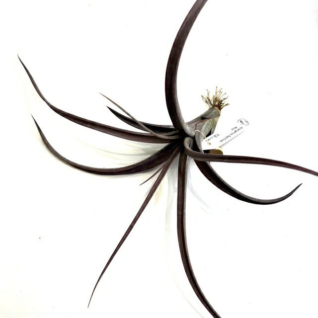 楽天市場】(現品) チランジア トメキー (No.21924) (エアープランツ