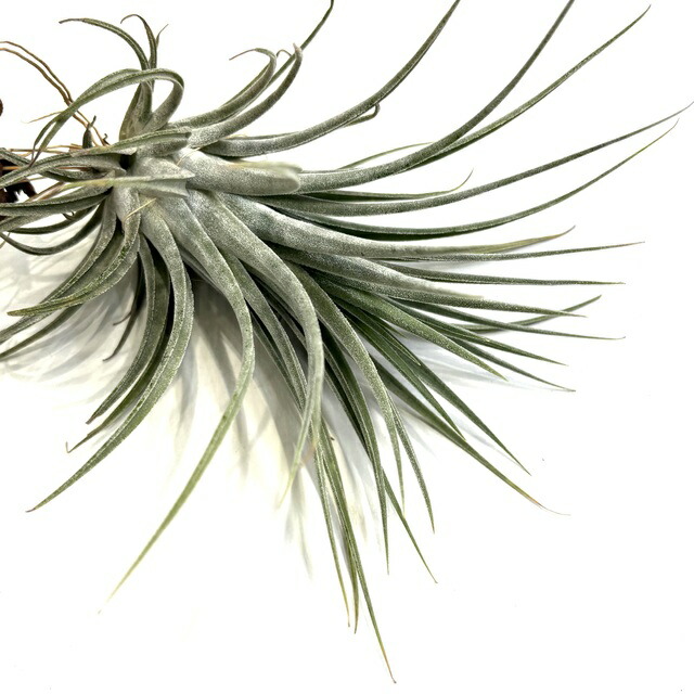 楽天市場】(現品) チランジア トメキー (No.21924) (エアープランツ