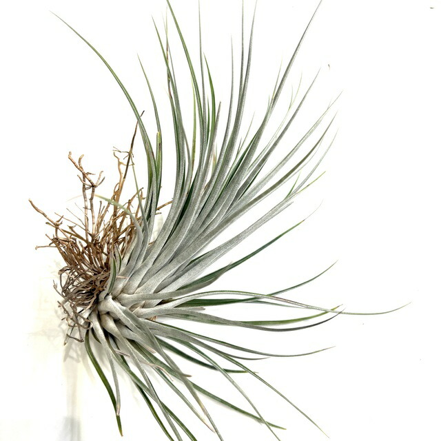 楽天市場】(現品) チランジア ストリクタ ピニフォルミス (No