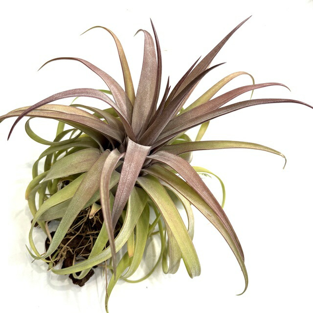 楽天市場】(現品) チランジア 交配種(ストレプトフィラ × リオホンド