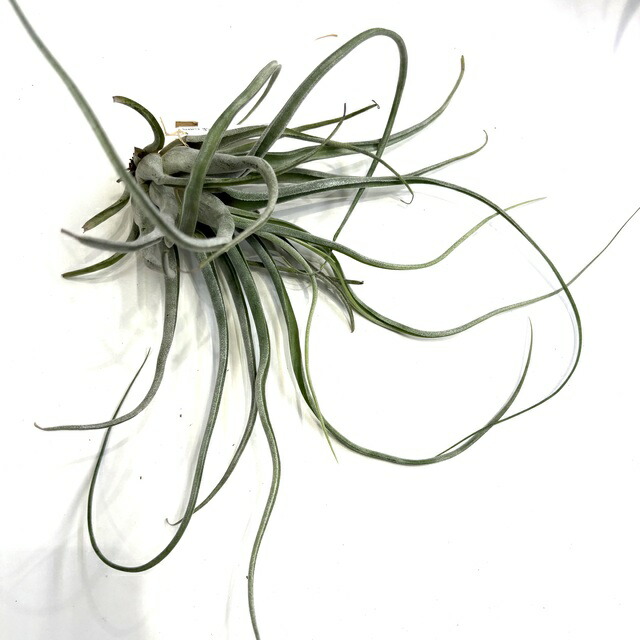 楽天市場】(現品) チランジア (ビーコレアーレ × ディグエッティ) (No