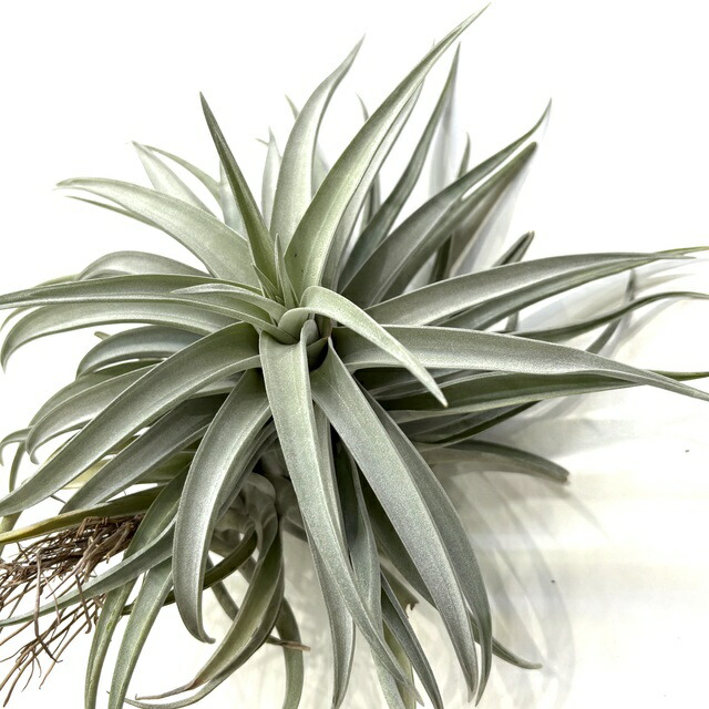 楽天市場】(現品) チランジア 交配種(ファシクラータ