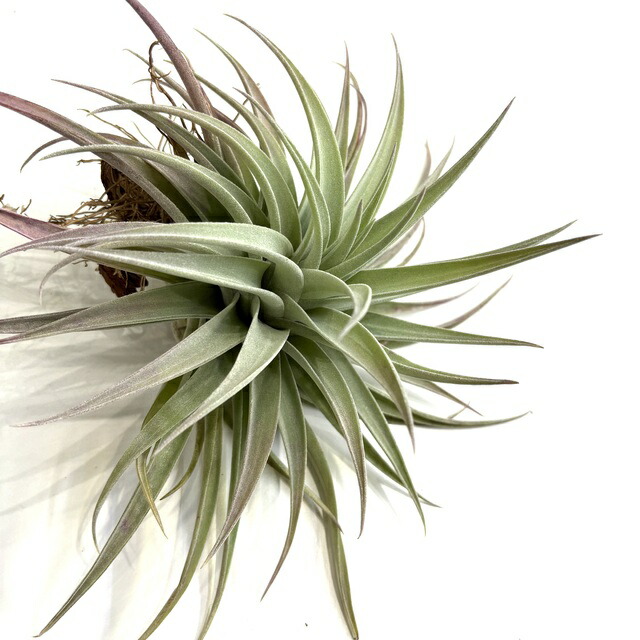 楽天市場】(現品) チランジア ドゥランゲンシス レッドフォーム (No