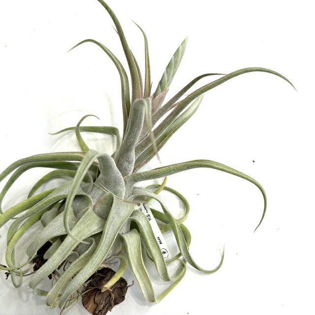 チランジア コンコロール × ストレプトフィラ セレクテッド チランジア・コンコロール×ストレプトフィラ Tillandsia