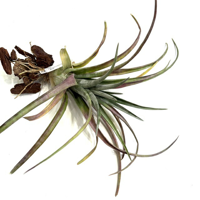 楽天市場】(現品) チランジア イオナンタ バンハイニンギー ミノール