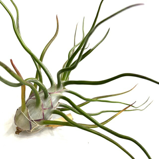 モ*オ様 レア⭐︎ チランジア　ブルボーサ　アルバ　エアプランツ エアプランツ（チランジア）ブルボーサ・ハイブリット鉢植え