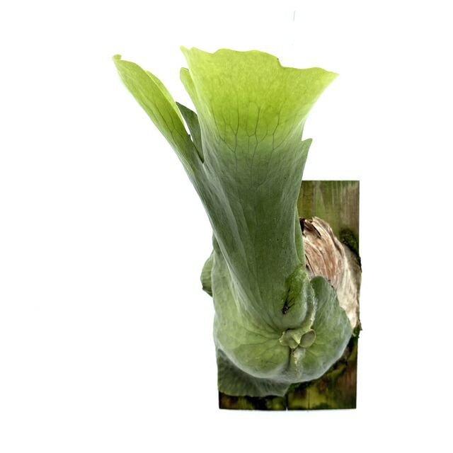 楽天市場】(現品) ビカクシダ ヒリー ドワーフ (TC) (No.41132