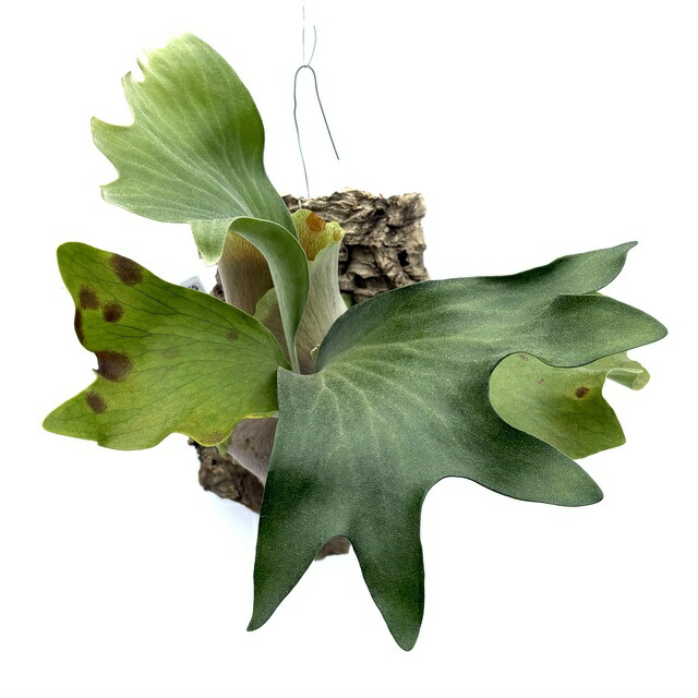 楽天市場】(現品) ビカクシダ ヒリー 'ドラゴン ナイト