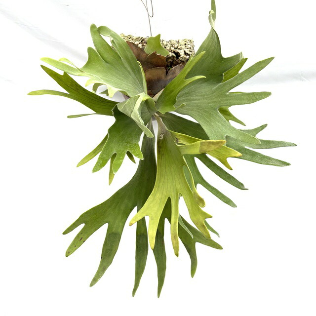 P. 'Blue Vista' ビカクシダ　親株　子株有 P. 'Blue Vista' ビカクシダ 親株 子株有