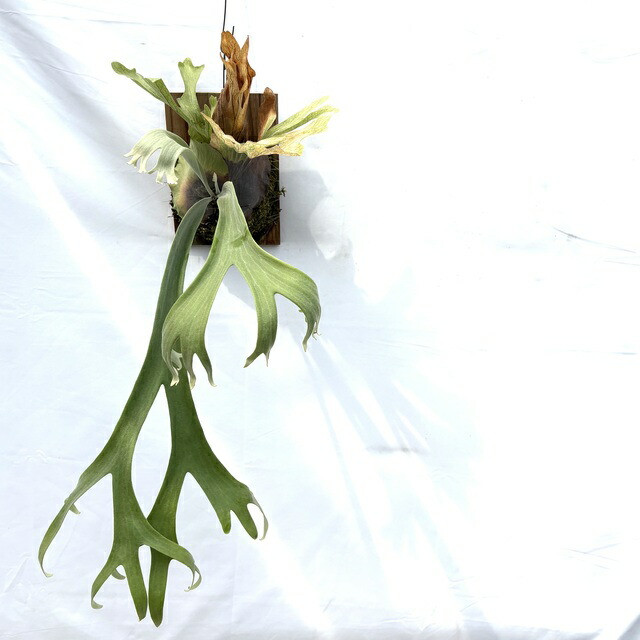 #25-17 ビカクシダ ウィリンキー シルベリー ドワーフ スポア ビカクシダ ウィリンキー シルベリードワーフ スポア | GREEN LUCK