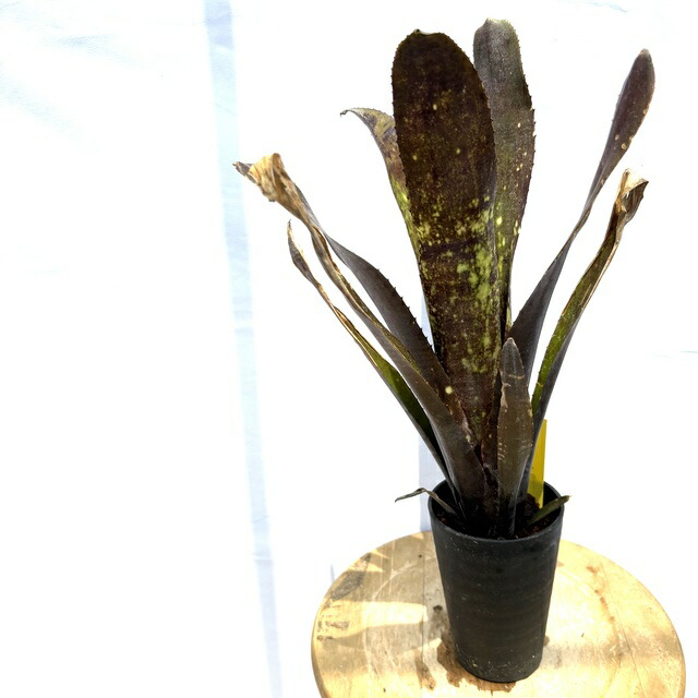 ブロメリア・エアープランツ Billbergia Tinker Bell ブロメリア・エアープランツ Billbergia Tinker Bell Billbergia
