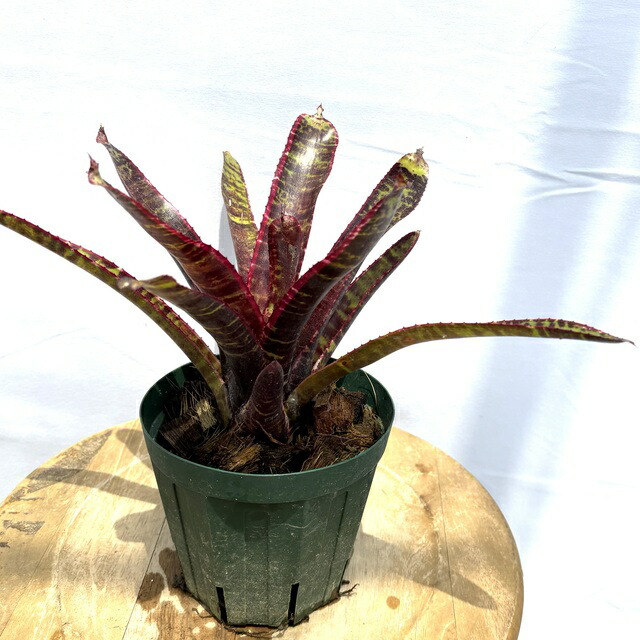 ブロメリア・エアープランツ Neoregelia Groves Red Tiger variegated Neoregelia Groves Red Tiger - メルカリ