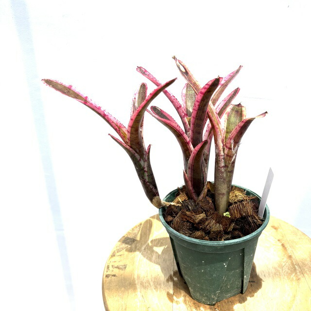 ブロメリア・エアープランツ Billbergia Tinker Bell Yahoo!オークション - 【 Billbergia 'Tinkerbell' from