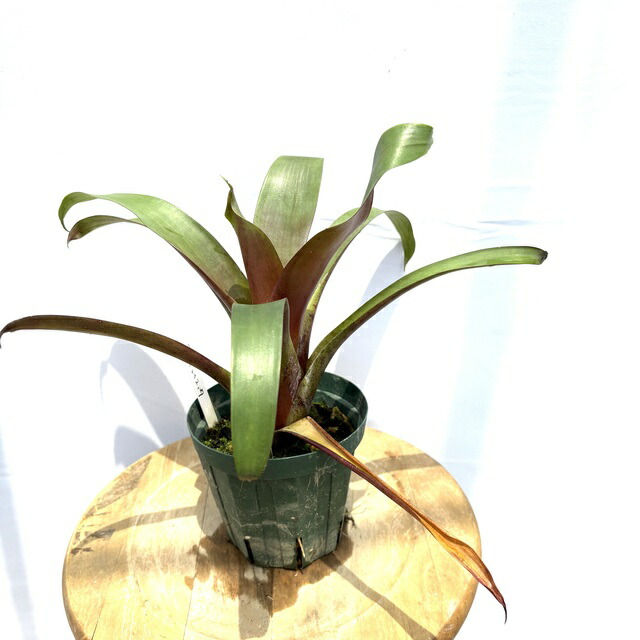 ケスネリア　ティムプローマン　ラファエル　オリベイラ　鉢ごと ケスネリア ラファエルオリベイラ | GREEN LUCK