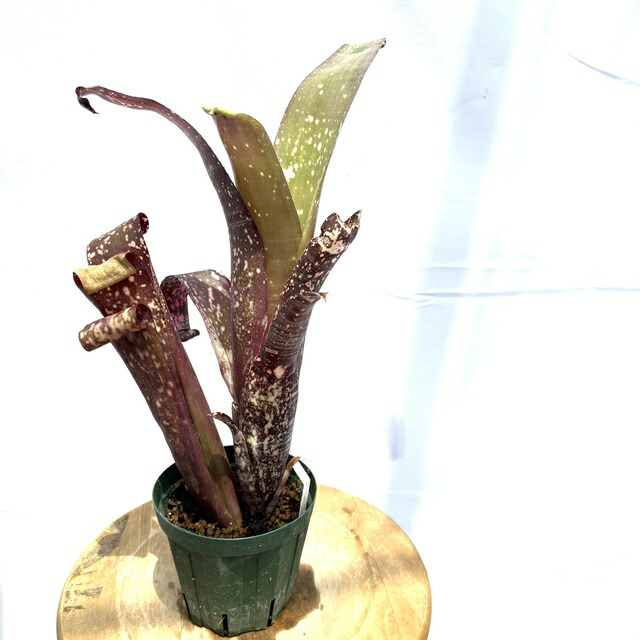 ブロメリア・エアープランツ Billbergia Tinker Bell 楽天市場】(現品) ビルベルギア 'ティンカーベル' (No.62197