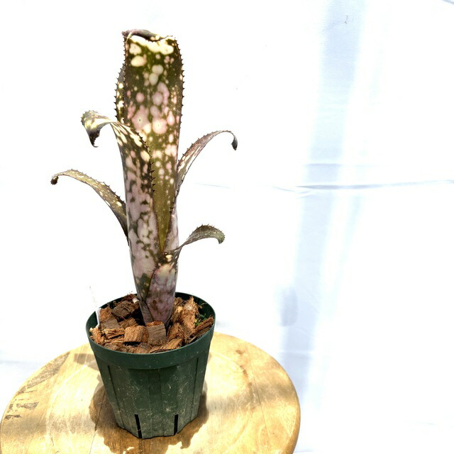 ブロメリア・エアープランツ Billbergia Domingos Martins Billbergia vittata 'Domingos Martins'（ビルベルギア