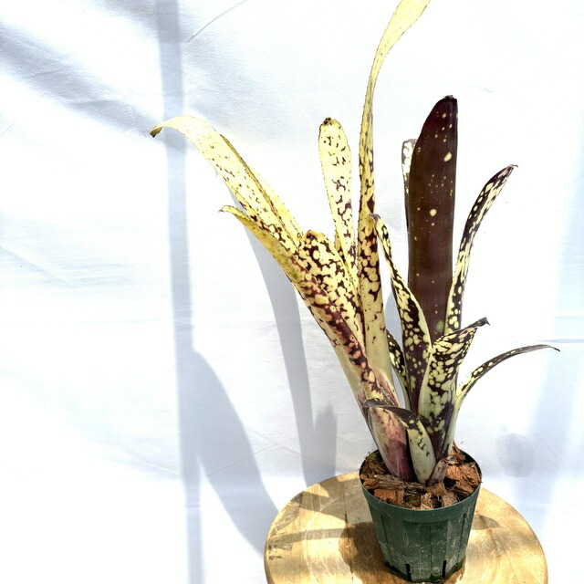 ブロメリア・エアープランツ Billbergia Novena ブロメリア・エアープランツ Billbergia Novena Billbergia