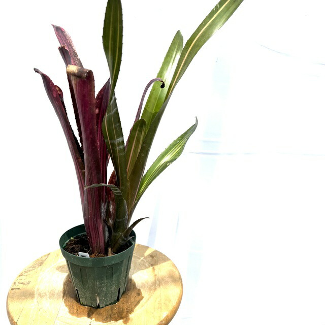 ブロメリア・エアープランツ Billbergia Tinker Bell 楽天市場】(現品) ビルベルギア 'ティンカーベル' (No.62197
