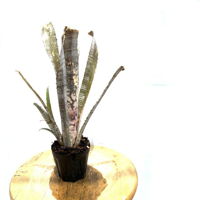 ブロメリア・エアープランツ Billbergia Obi-Wan Billbergia Obi-wan【artPLANTs/PLANTS GARAGE】 ビルベルギア
