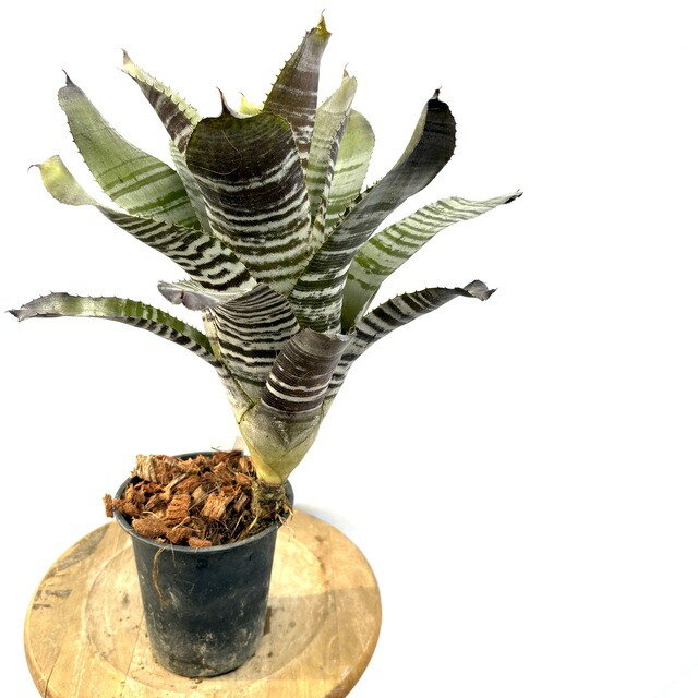 ブロメリア・エアープランツ Aechmea Empla Aechmea Silver Black【artPLANTs】 エクメア/タンクブロメリア