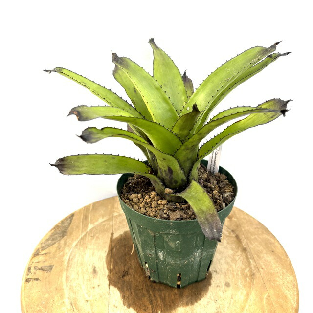 ブロメリア・エアープランツ Canistrum Seidelianum Dark form 楽天市場】(現品) カニストラム セイデリアヌム (No.61993