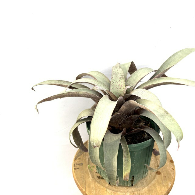 楽天市場】PLANCHU 観葉植物 フリーセア シンプレックス