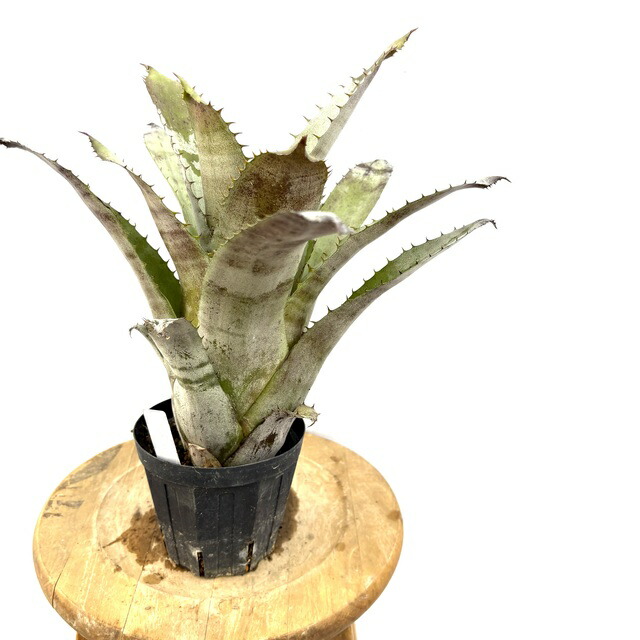 楽天市場】(現品) ホヘンベルギア オウチ (No.62554) (観葉植物