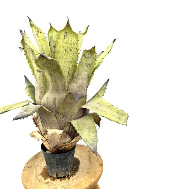 楽天市場】(現品) ホヘンベルギア マグニスピナ (No.62502) (観葉植物