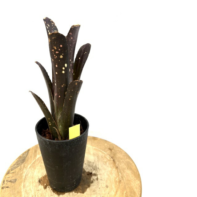 楽天市場】(現品) ビルベルギア 'キャロンズ ブラック' (No.62280