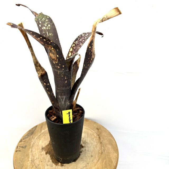 楽天市場】(現品) ビルベルギア 'カハカイ' (No.62656) (観葉