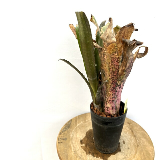 楽天市場】(現品) ビルベルギア 'ラヴィアンローズ' (No.62494) (観葉