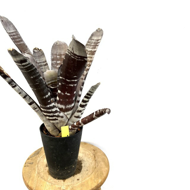 楽天市場】(現品) エクメア ムルフォーディ 'マルバ' (No.62178