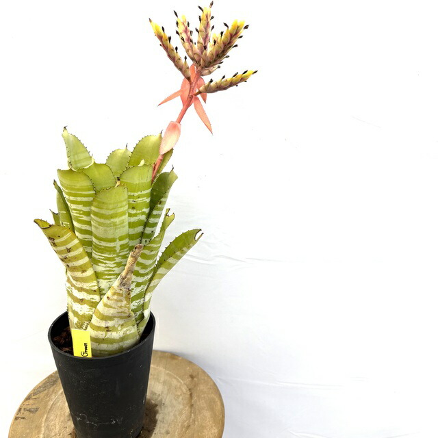 楽天市場】(現品) エクメア オーランディアナ 'リバース