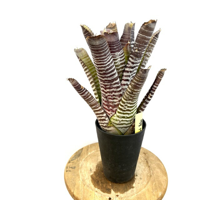 Aechmea RobertoMenescal エクメア ロベルトメネスカル 現品) エクメア 'ロベルトメネスカル' (No.62365) (観葉植物