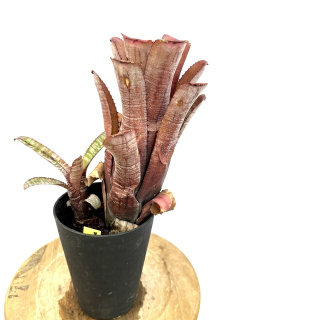 楽天市場】(現品) エクメア ヌディカウリス 'シルバーストリーク