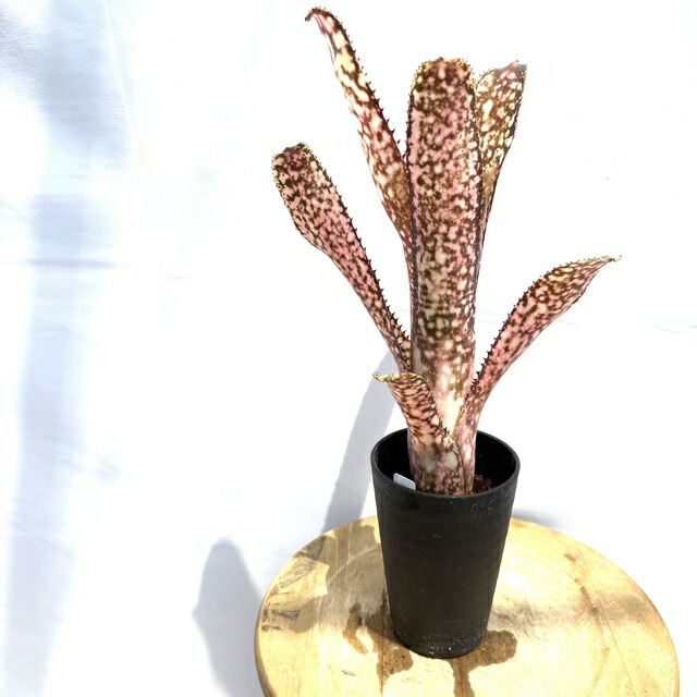 楽天市場】(現品) ビルベルギア 'オビワン' (No.62405) (観葉植物