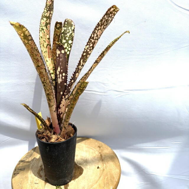 ブロメリア・エアープランツ Billbergia Kolan Crunch Billbergia Kolan Crunch