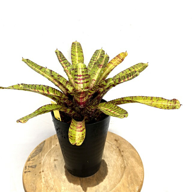 ネオレゲリア　ノスフェラトゥ ネオレゲリア ノスフェラトゥ | GREEN LUCK