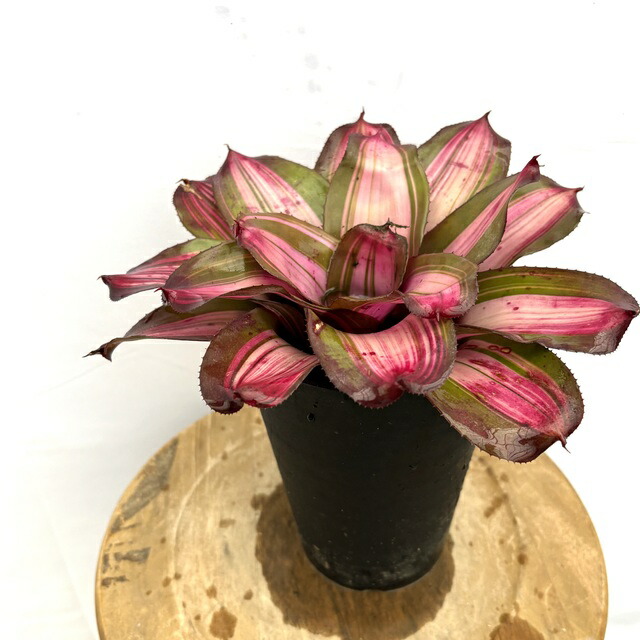 楽天市場】(現品) ケスネリア 'ラファエルオリベイラ' (No.62395