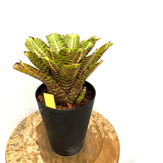 ブロメリア・エアープランツ Neoregelia Snake Charmer No variegated 楽天市場】(現品) ネオレゲリア 'スネークチャーマー' (No.62631