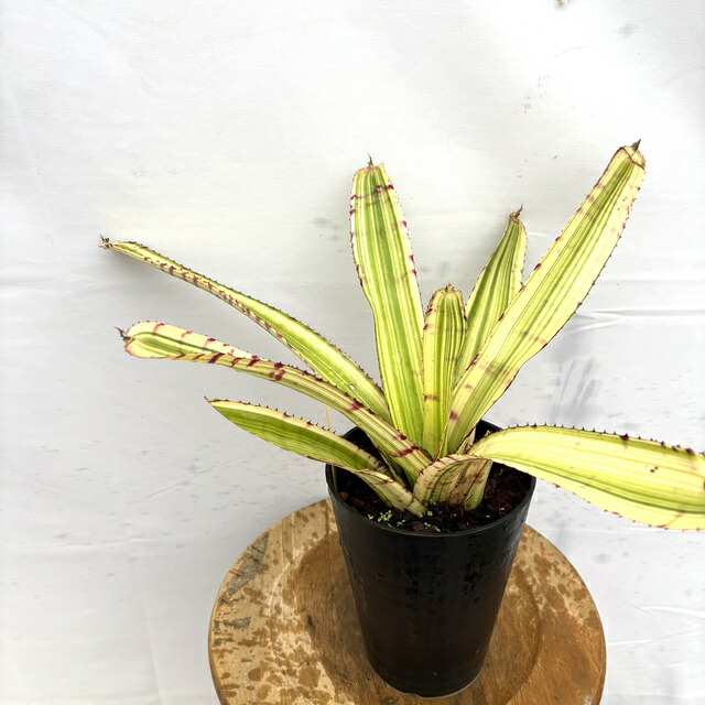 楽天市場】(現品) ネオレゲリア 'カルカロドン タイガー