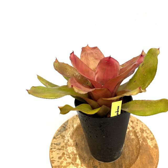 ネオレゲリア　ノスフェラトゥ imgrc0141949188.jpg