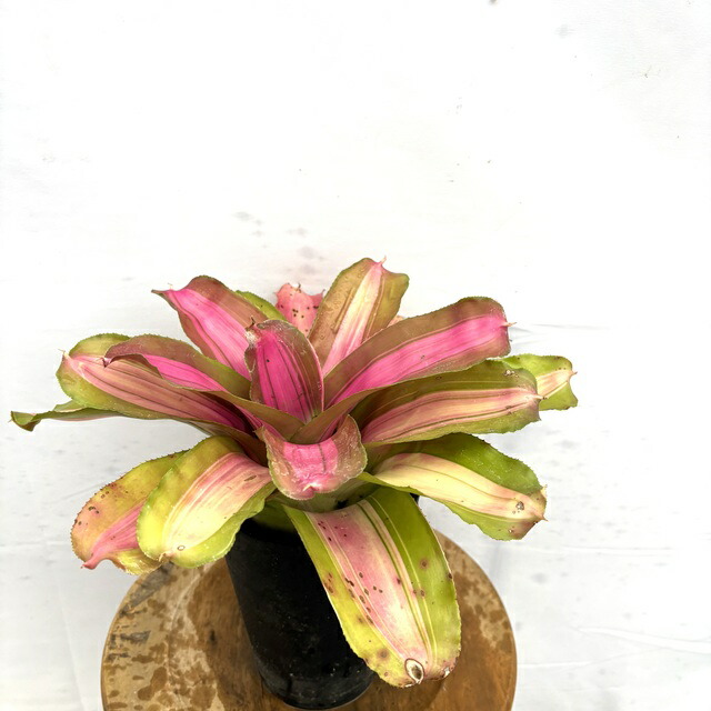 楽天市場】(現品) ネオレゲリア 'インクウェル アルボ' (No.62210