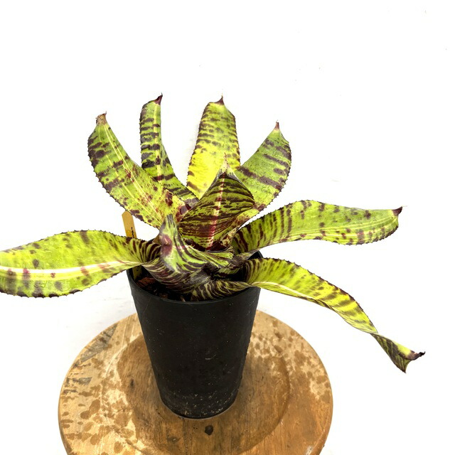 楽天市場】(現品) ネオレゲリア 'カルカロドン タイガー ハイブリッド